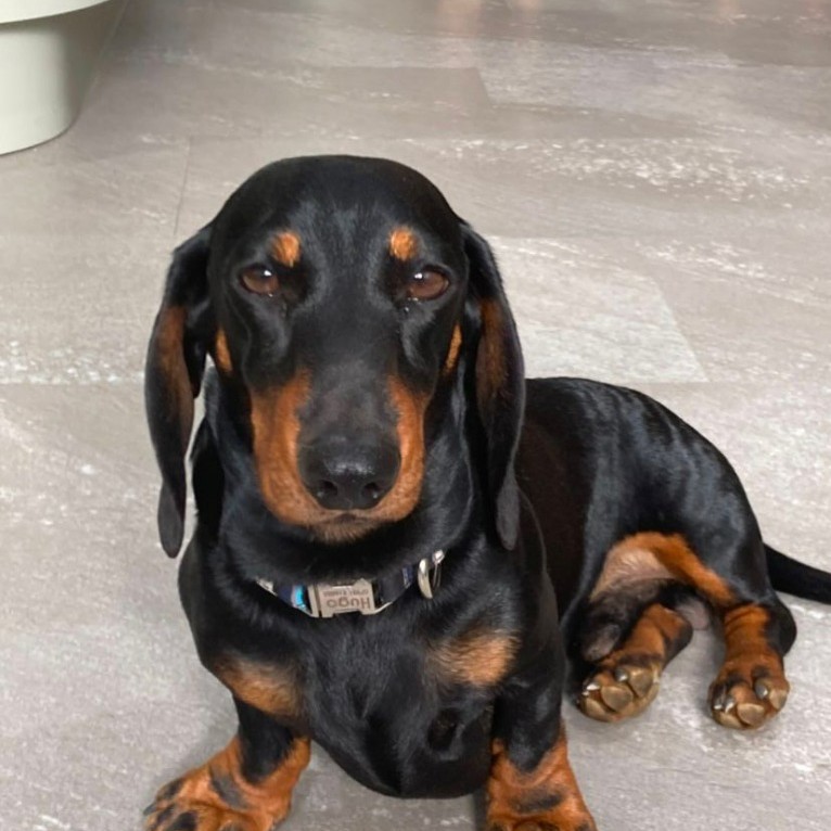 Hugo
