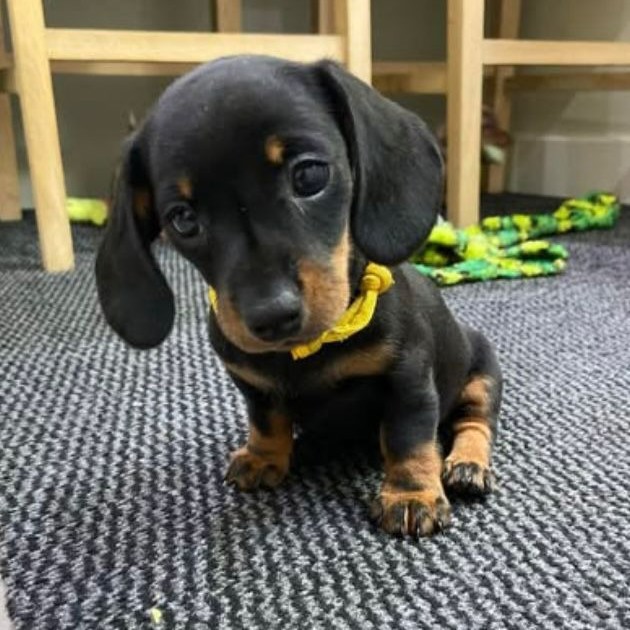 Dora